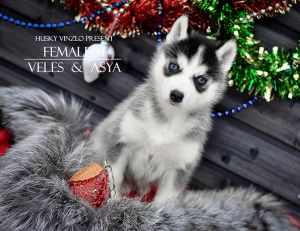 ZVEZDA SEVERA HUSKY VINZLO