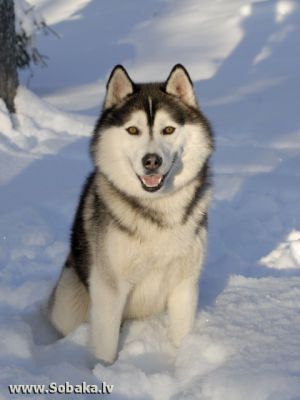 RUFUS VUK