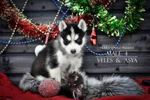 ZORG HUSKY VINZLO