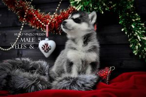 ZAK DZHON HUSKY VINZLO