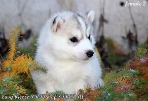 EASY BREEZE PRIDE OF SIBERIA