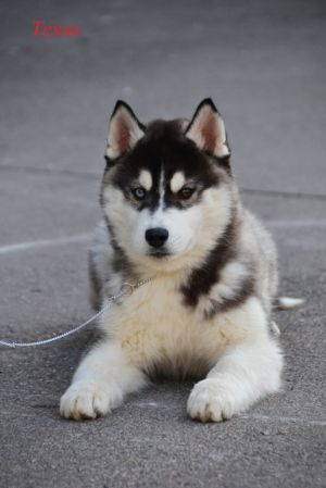 SIBERIAN LEGACY TEXAS