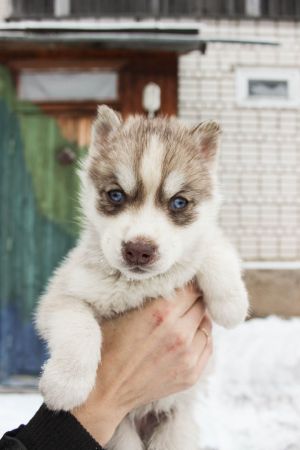LEGENDA HUSKY SHELLA