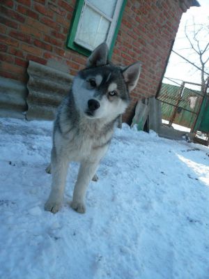 LUCYFER OT LEONIDOVNY