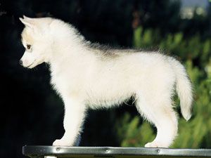 ARCTIC MAGIC ENVOY OF HEAVEN