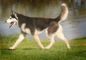 HUSKY HAVEN BLOCK BUSTER