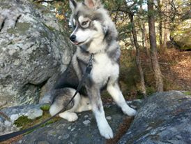 EL VIEJO LOBO GRIS HEARTBREAKER