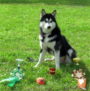 ARCTIC MAGIC RAIDER OF THE PACK