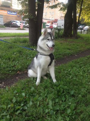 SVOBODNAYA STAYA KERRI