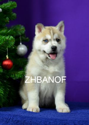 ZHBANOF UTRENNYY ZVEZDA