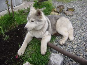 ALTAI ROKS ZHERMON