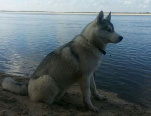 MASHER SIBERINS ALEX