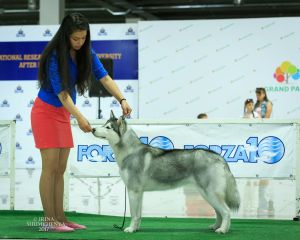 AMAROK OF MIRAEL OKOMIRA EMERALD