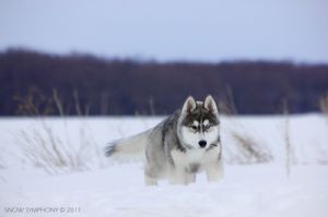 SNOW SYMPHONY BLACK BOOMER