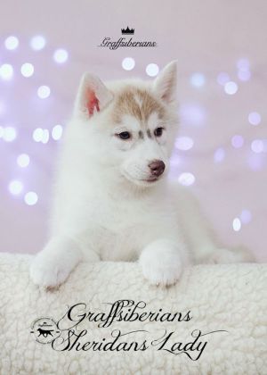 GRAFFSIBERIANS SHERIDANS LADY