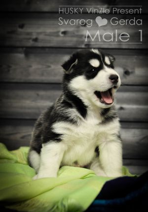 MATTEO HUSKY VINZLO