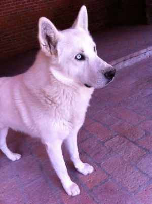 WHITE BEAR FIREFOX