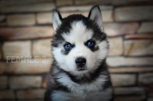 POLYARNAYA ZVEZDOCHKA HUSKY VINZLO