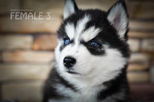 PANTERA POBEDITEL'NITSA HUSKY VINZLO