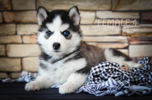 PLAMYA HOLODNOI V'YUGI HUSKY VINZLO