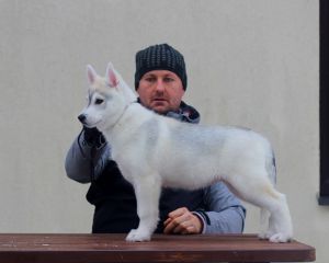 FIRE IN PAWS UNBREAKABLE