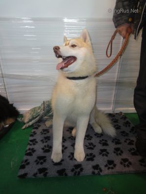 SNOW GALAXY HANDSOME BEAR