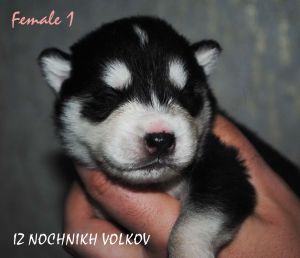 DZHERDZHIYA IZ NOCHNIKH VOLKOV