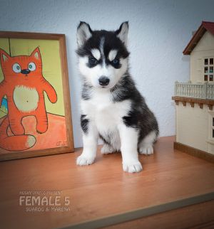ROKSANA HUSKY VINZLO
