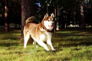 GOLDEN WOLF