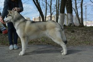 UCHAR IZ SIL'NOI STAI