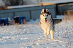 SNEZHNYI ANGEL HOLTA