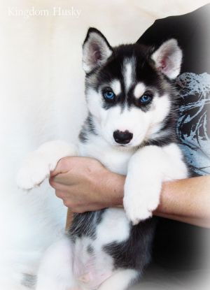 KINGDOM HUSKY GOLD JOY OF LIFE