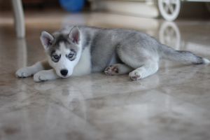 DIAMOND PRINCESS HARDES SIBERIANS