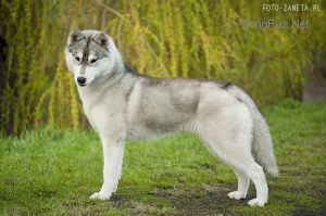 BOSNIAK'S CUTIE PIE