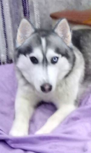 MISTY MOUNTAIN HOP OF HUSKY MOB
