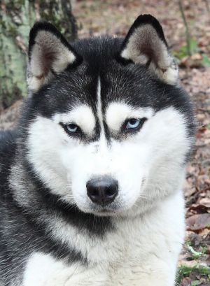 TRYPIL'SKA KAZKA TAUN FOREST