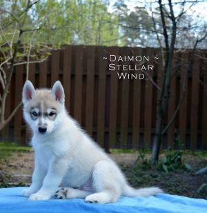 DAIMON STELLAR WIND