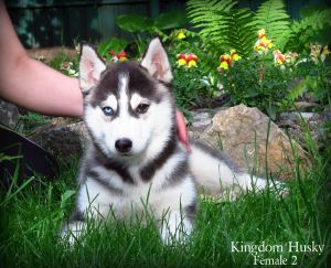 HOME JOY ROUZI KINGDOM HUSKY