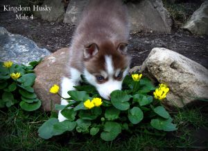 HOT CHOCOLATE RUDI KINGDOM HUSKY
