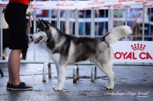SVOBODNAYA STAYA PEGASO BLEK