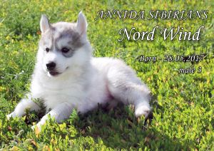 ANNIDA SIBIRIANS NORD WIND