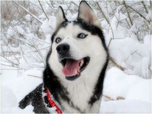 HUSKY HAVEN VIRGIN GOLD ATABASKA
