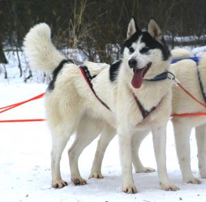 INDIAN TRIBE HUSKY'S HALONA