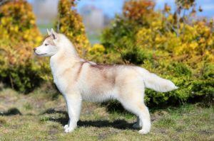 ULTRA SHINE OF SIBERIAN COUNTRY