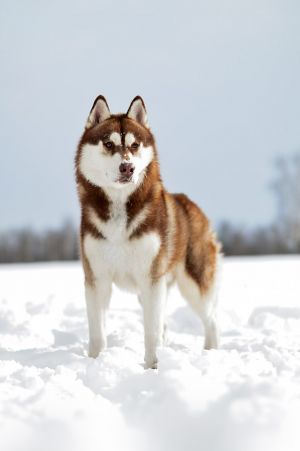 NIKSON AMARANTA GAILORADIS