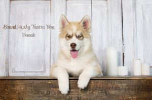 BREND HUSKY TANTRA VIRA