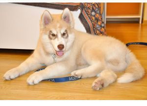 BREND HUSKY TOTEM ARTEFACT