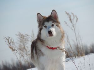 RUSSKOE SAFARI S'YUZI GOLD STAR (MALAMUTE)
