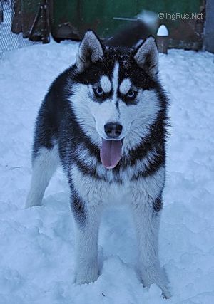 SEVERNOYE SIYANIYE ZLATA CHAROVNITSA
