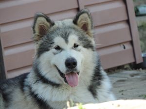 KOSTA RIKO (MALAMUTE)